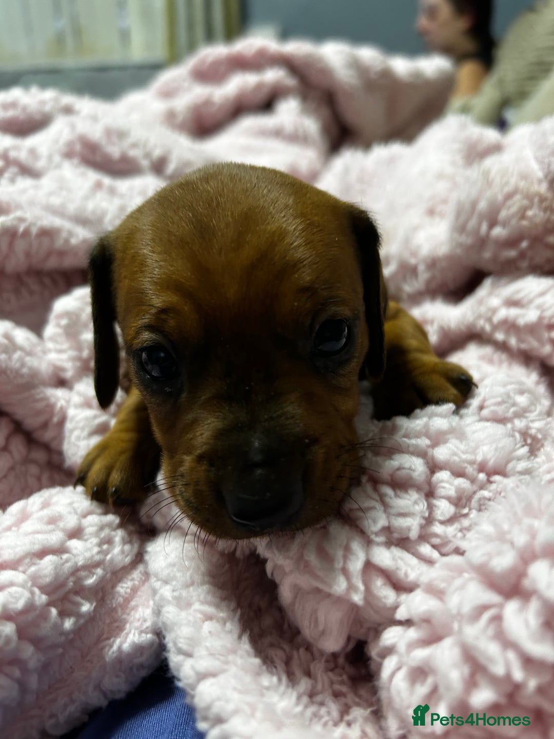 Mixed Breed dogs for sale: Beautiful Doxies - Image 14