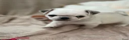 Pug dogs for sale: Six Happy & Healthy KC Pedigree Pugs - Advert 16