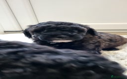 Cockapoo dogs for sale: Mr David  - Image 4