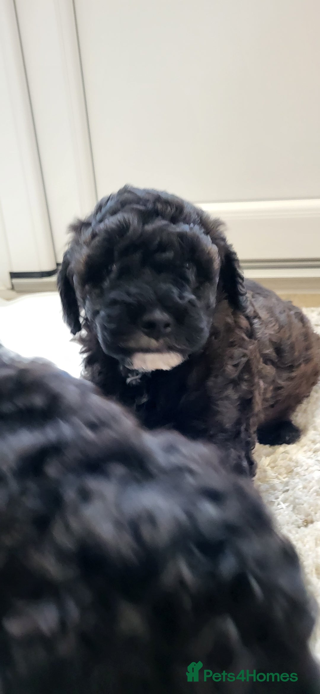 Cockapoo dogs for sale: Mr David  - Image 4