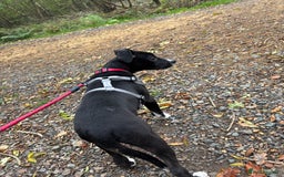 Mixed Breed dogs for sale: Mixed breed puppy 17 weeks old - Image 5