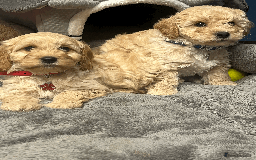 Cavapoochon dogs for sale: Cavapoochon puppies ready for new forever home💕 - Advert 4