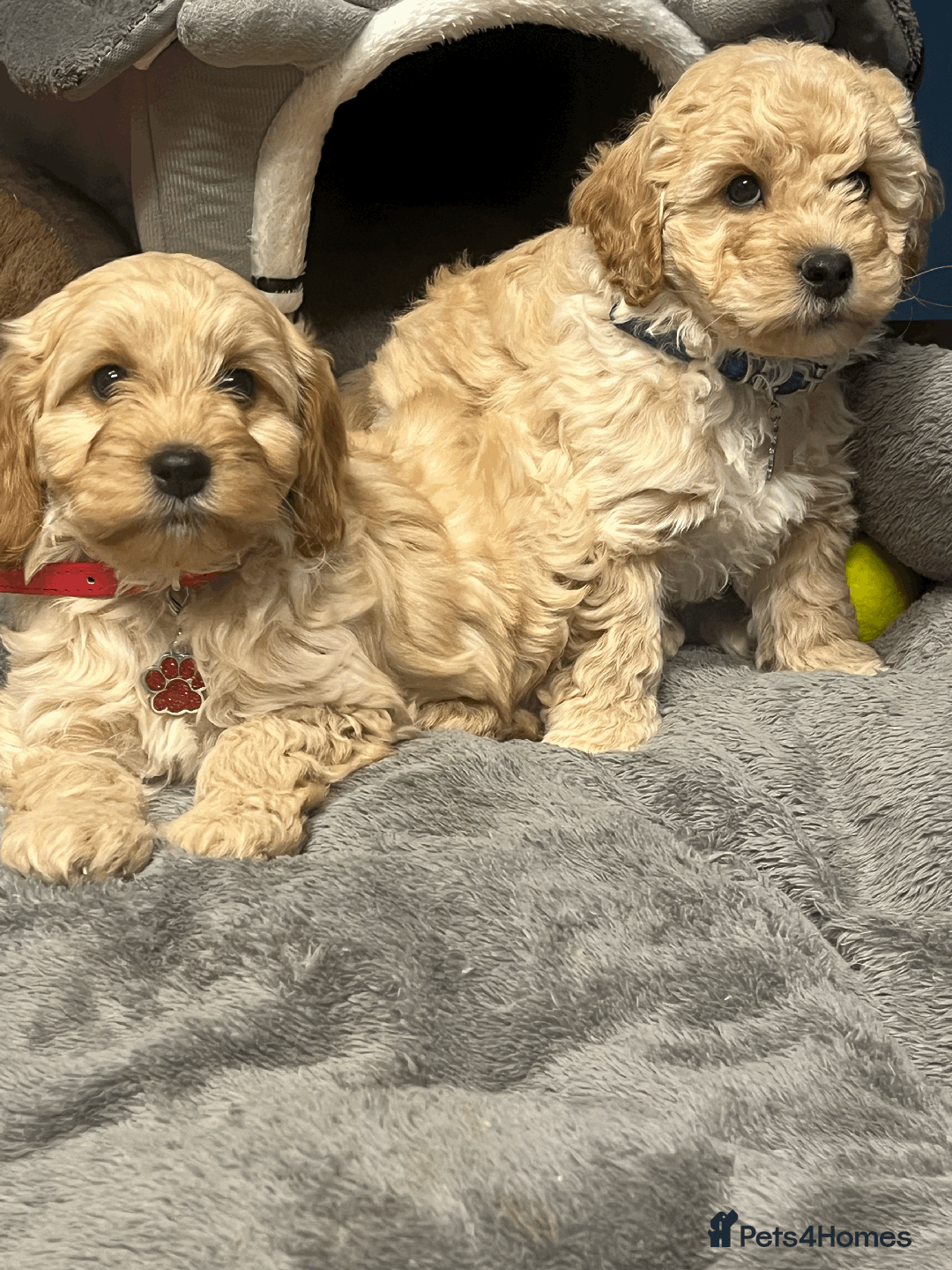 Cavapoochon dogs for sale: Cavapoochon puppies ready for new forever home💕 - Advert 4