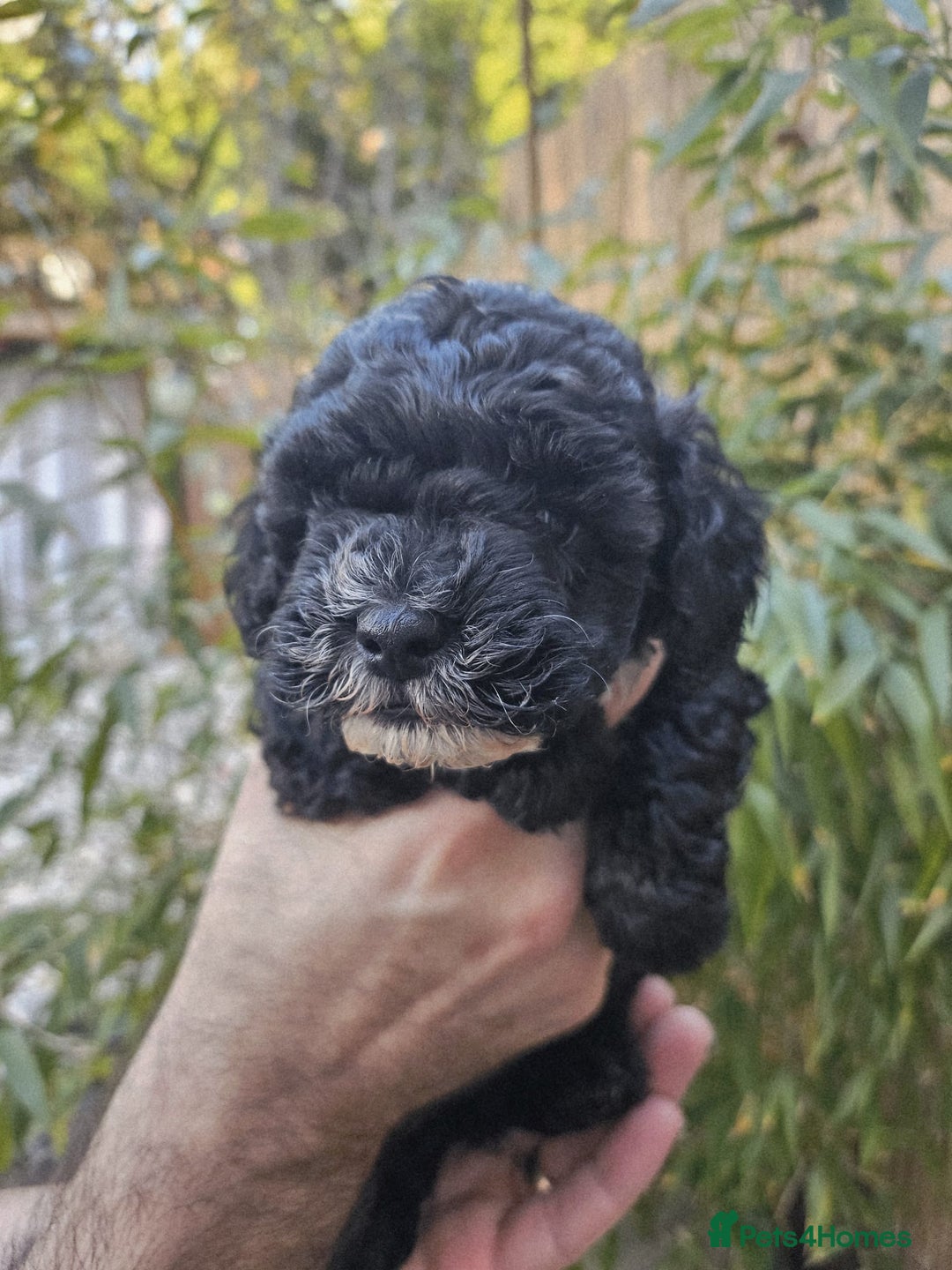 Shihpoo dogs for sale: 🌟 Adorable Shihpoo Puppies 🌟 - Image 3