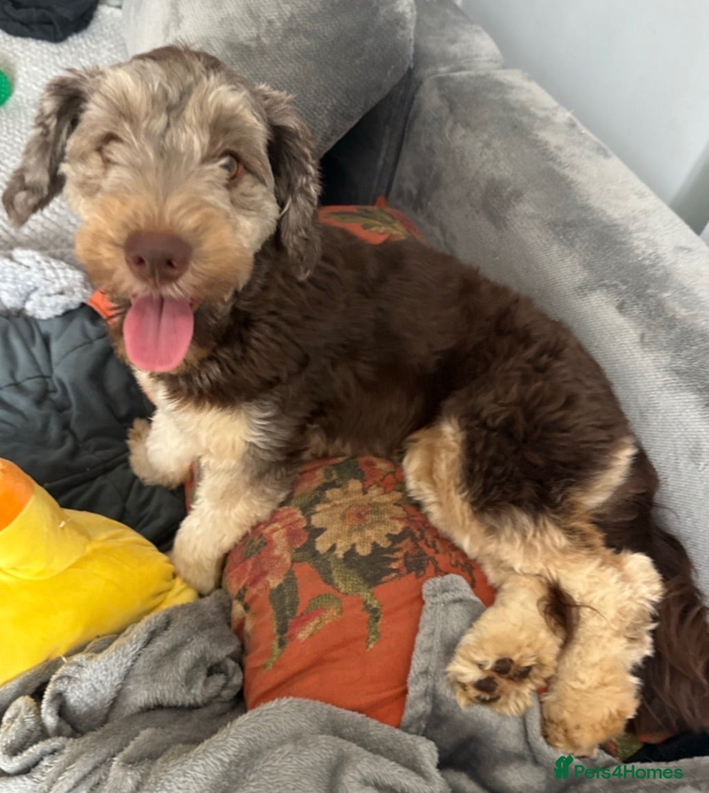Mixed Breed dogs Dixie - Advert 16