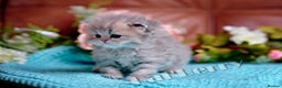 Persian cats for sale:  Persian Chinchilla Kittens - Advert 6