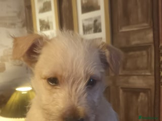 Scottish Terrier dogs KC REGISTERED WHEATON SCOTTIES JUST ONE BOY LEFT - Advert 9