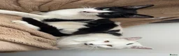 Mixed Breed cats for sale: Looking for a forever home  - Advert 3