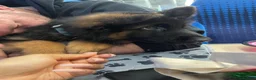 German Shepherd dogs for stud: Long Haired Black & Tan GSD Stud  - Advert 19