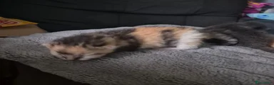 Bengal 1