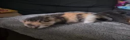 Bengal cats for sale: Kittens  in Chorley - Advert 6