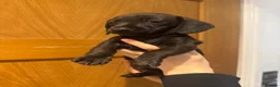 Miniature Dachshund dogs for sale: miniature Dachshund ready in 1 week…  - Advert 10