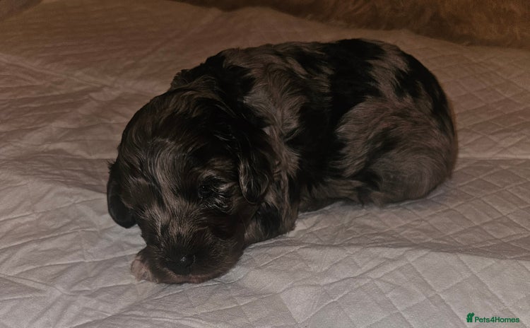 Cavapoo dogs - Advert 1
