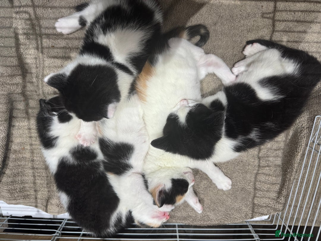 British Shorthair cats for sale: British Shorthair Kittens – Black & White & Beige - Image 3