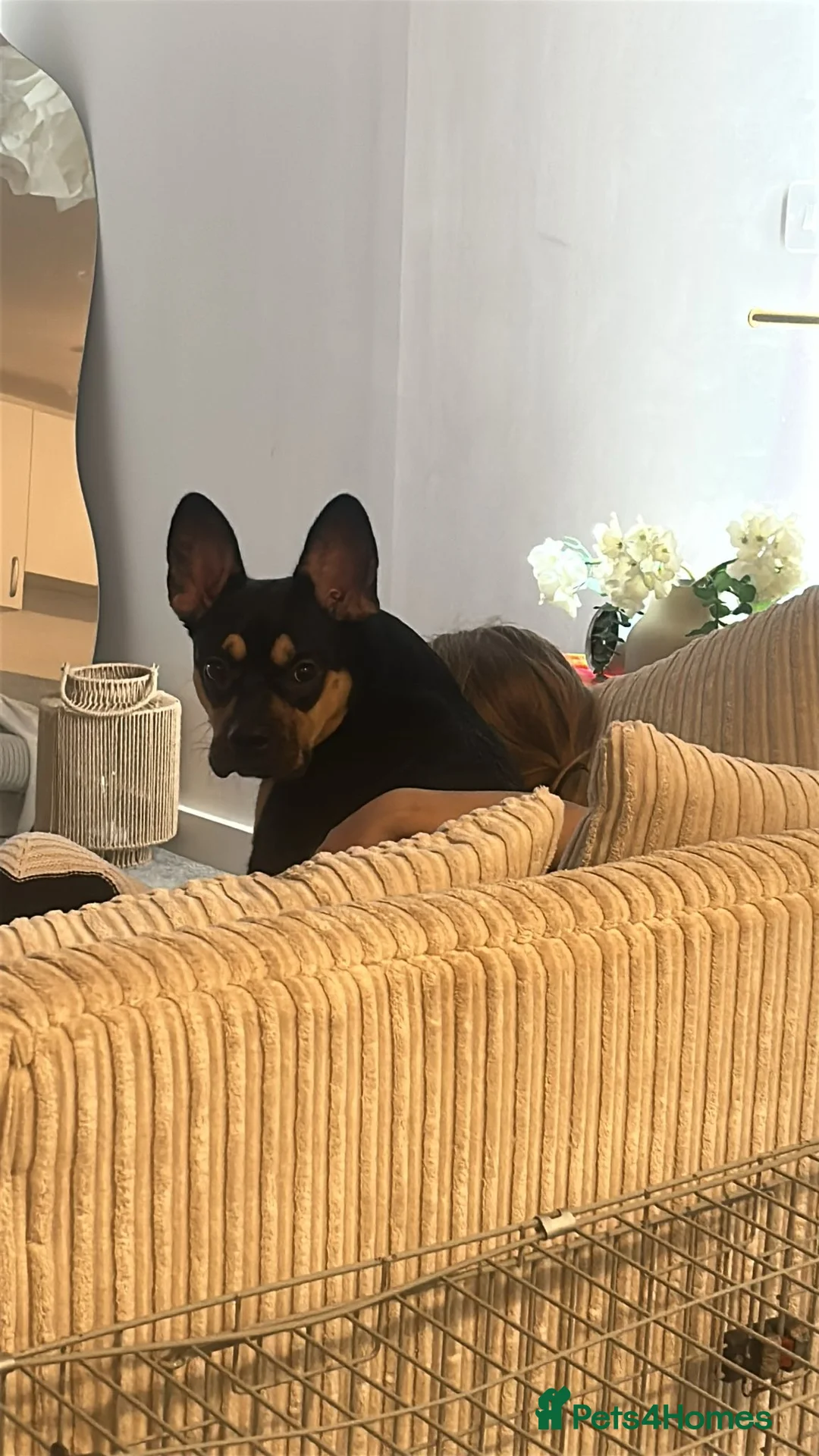 Mixed Breed dogs for sale: Frenchie cross  - Advert 7