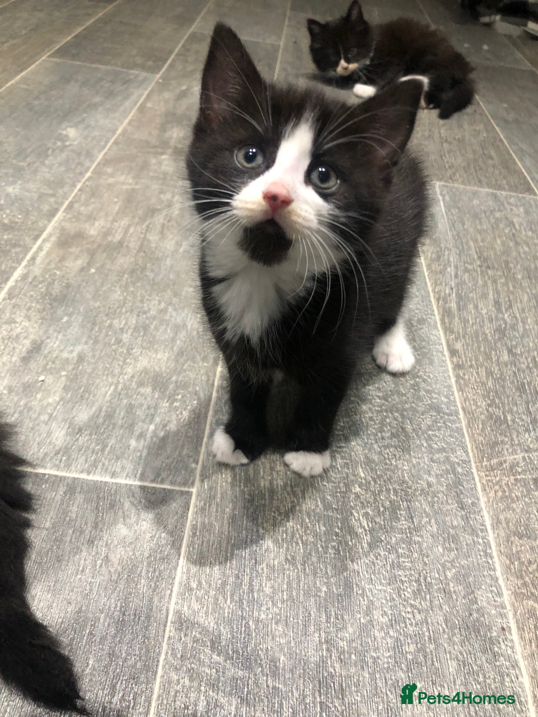 Domestic Shorthair cats for sale: 5 Beautiful kittens for sale  - Image 11