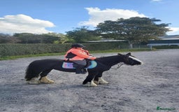Irish Cob horses for sale: 14hh mother, daughter dream pony - Image 1