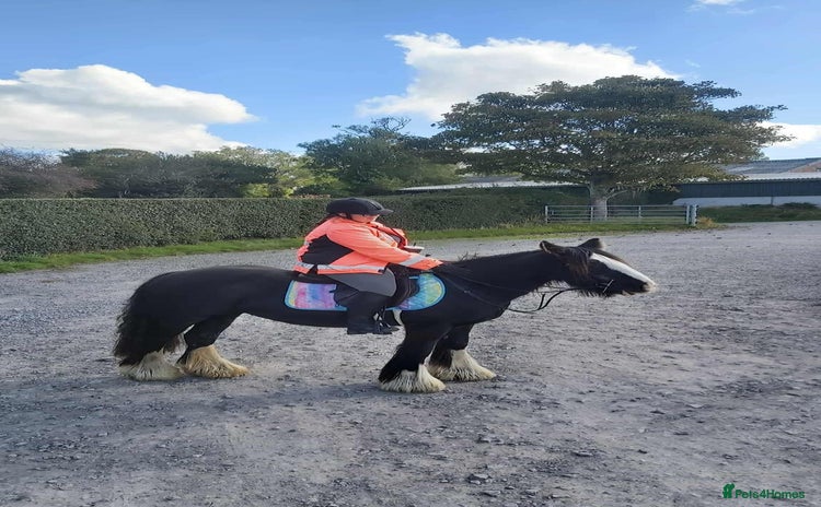 Irish Cob horses - Advert 1