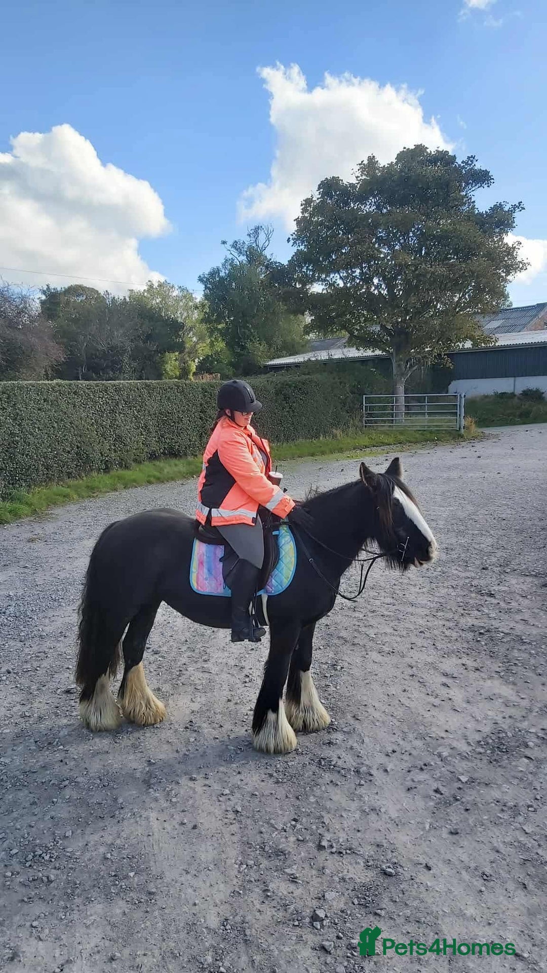 Irish Cob horses for sale: 14hh mother, daughter dream pony - Image 1