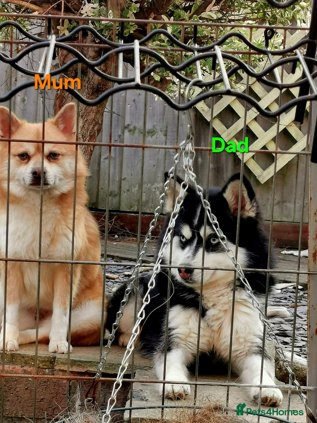 Pomsky dogs for sale: Ready now -Stunning F4 Pomskies, 6kg as adults  - Image 29