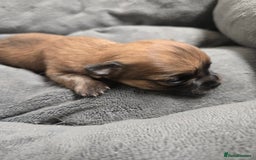 Pomchi dogs for sale: Gorgeous pomchi puppies  - Image 20
