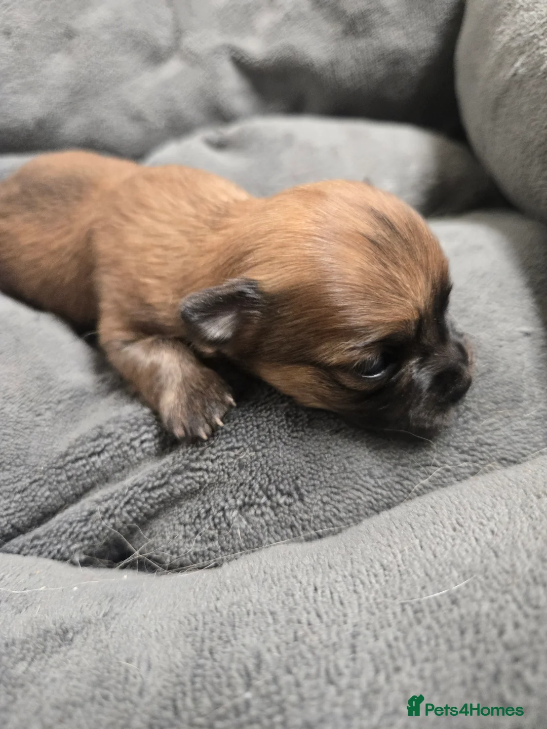 Pomchi dogs for sale: Gorgeous pomchi puppies  - Advert 21