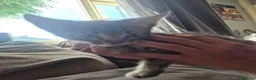 Mixed Breed cats for sale: 1 beautiful bengal x tabby kitten - Advert 3