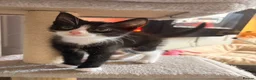 Mixed Breed cats for sale: Kitten needing a home 🩵 - Advert 5