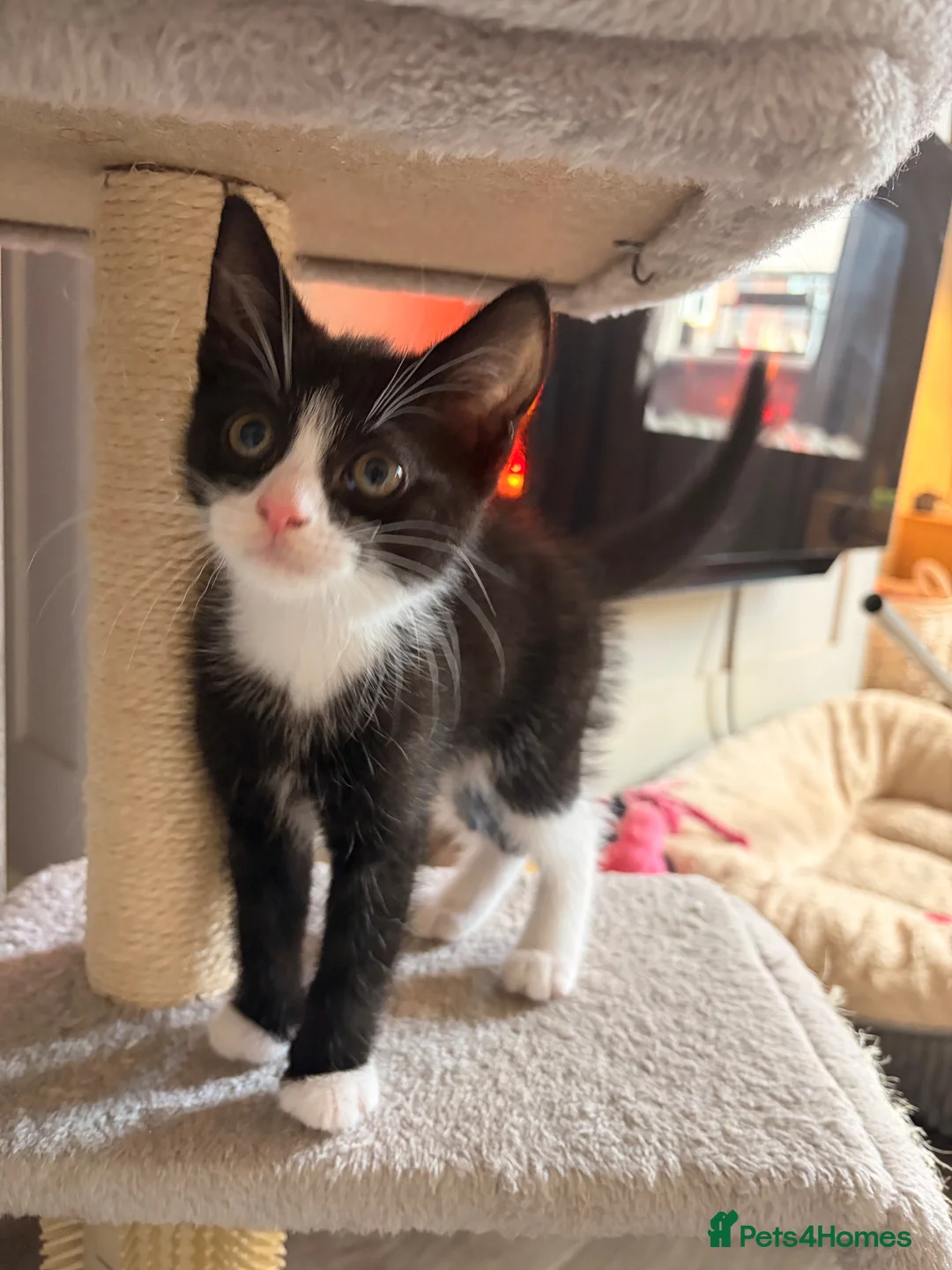 Mixed Breed cats for sale: Kitten needing a home 🩵 - Advert 5