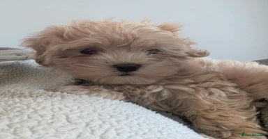 Maltipoo dogs - Advert 1