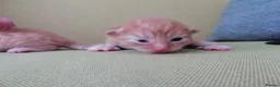 Mixed Breed cats for sale: Kittens - Advert 10