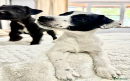 Patterjack dogs for sale:  🐾 Patterdale x Jack Russell Puppies 🐾 - Image 4