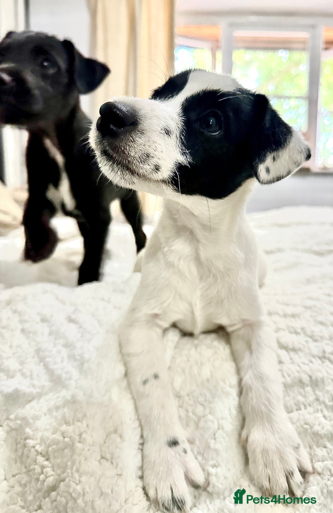 Patterjack dogs for sale:  🐾 Patterdale x Jack Russell Puppies 🐾 - Image 4