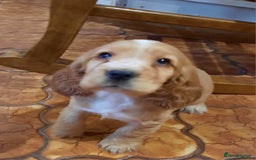 Cocker Spaniel dogs for sale: Golden cocker spaniel  - Image 11