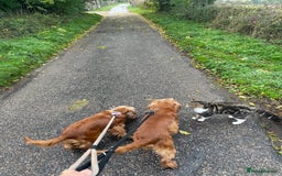 Cocker Spaniel dogs for sale: Lovely natured spaniel puppies - Image 7