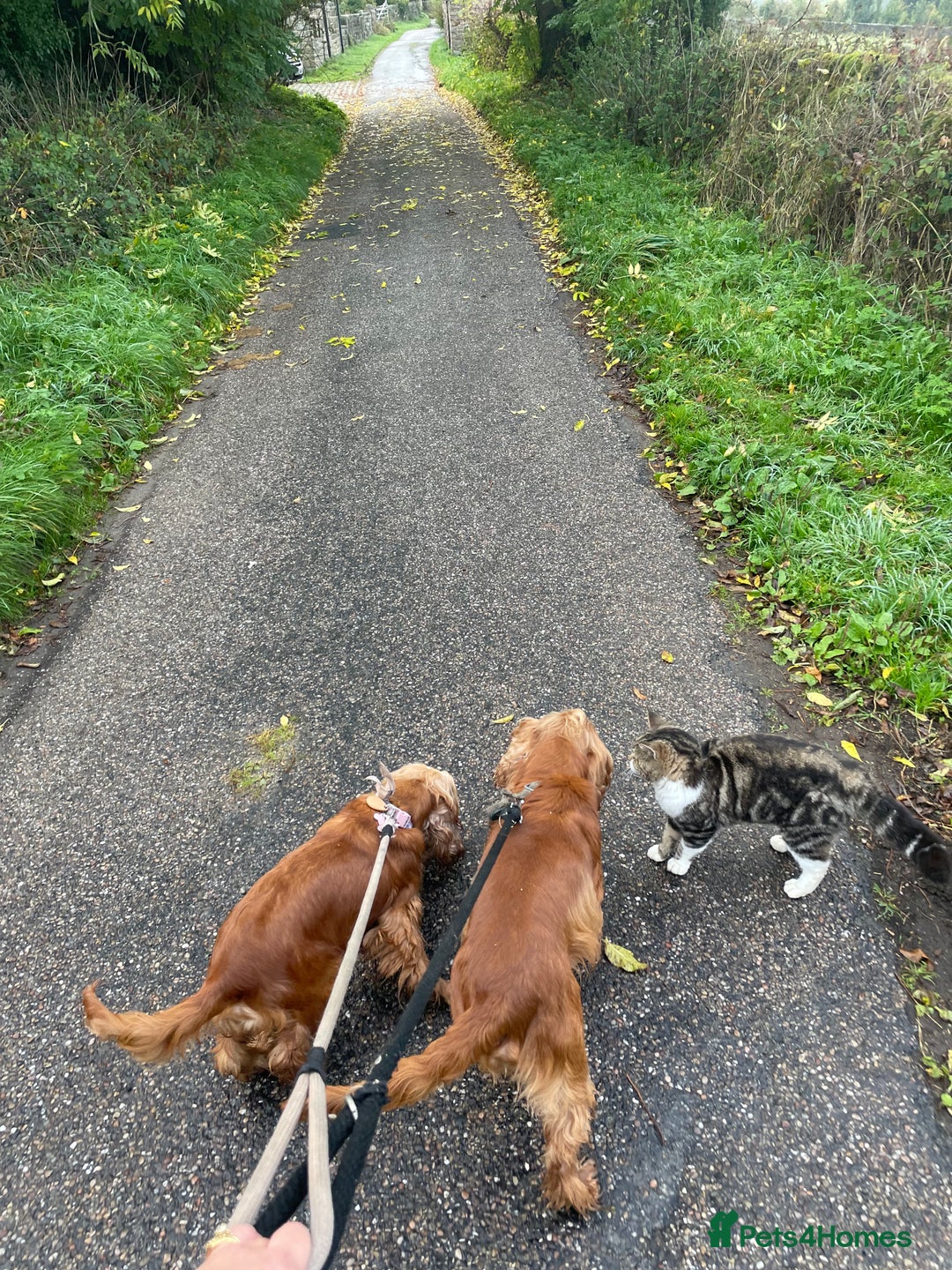 Cocker Spaniel dogs for sale: Lovely natured spaniel puppies - Image 7