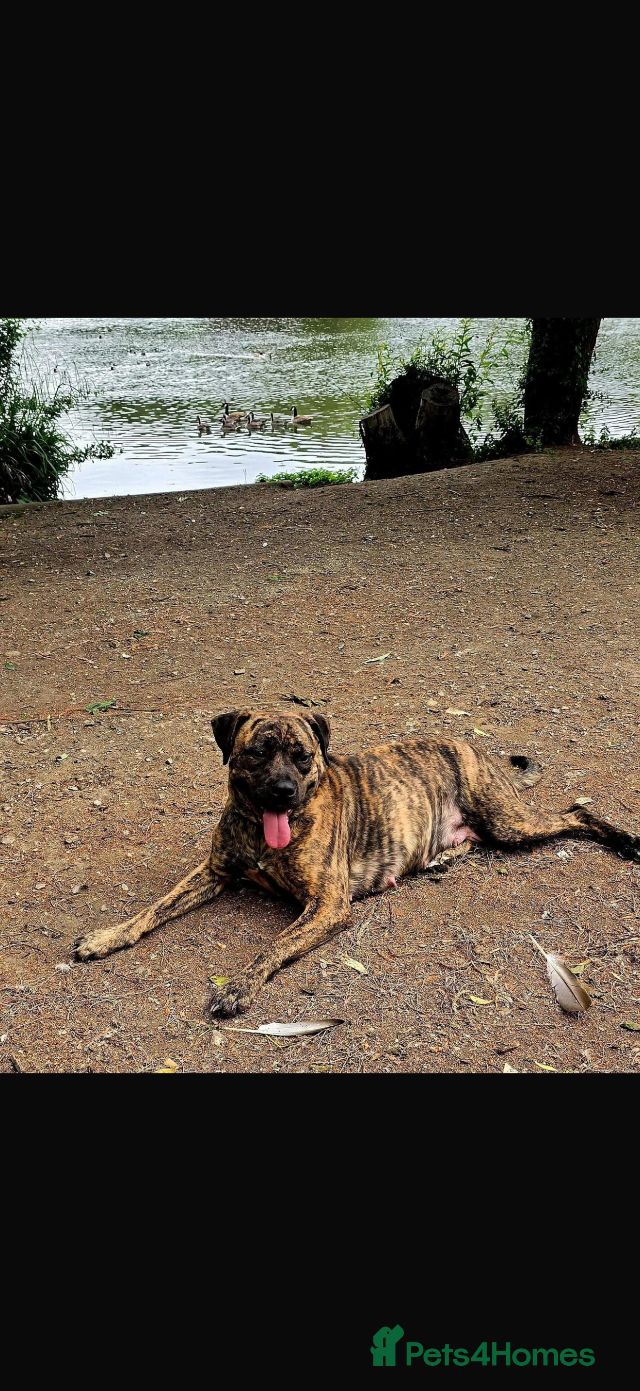 Presa Canario dogs 3 presa female pup left  - Advert 1