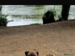 Presa Canario dogs 3 presa female pup left - Advert 1