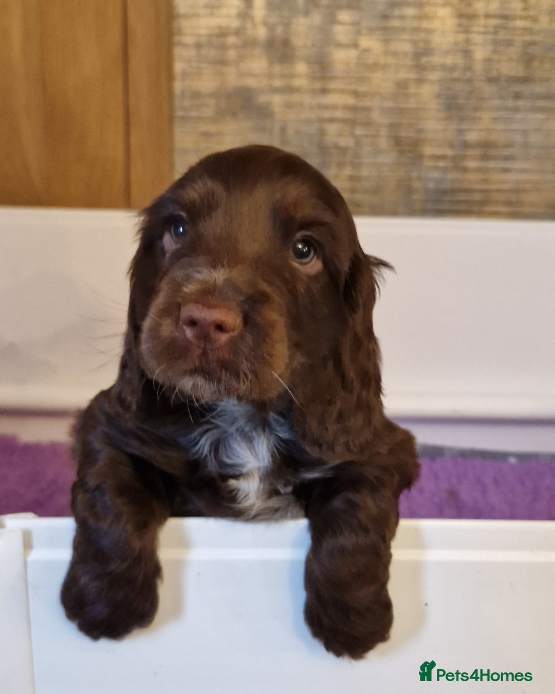 Cocker Spaniel dogs for sale: KC REG CHUNKY GORGEOUS COCKER PUPS - Advert 10