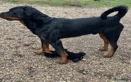 Rottweiler dogs for stud: Cruz available for Stud - Image 10