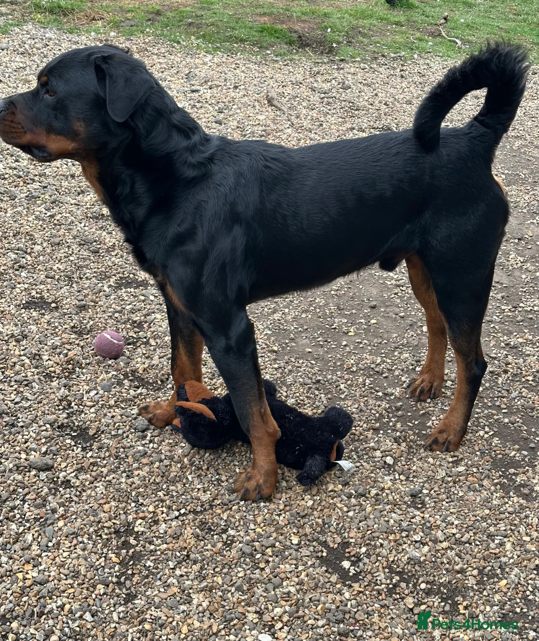 Rottweiler dogs for stud: Cruz available for Stud - Advert 10
