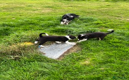 Border Collie dogs for sale: Beautiful Border collie pups - Image 8