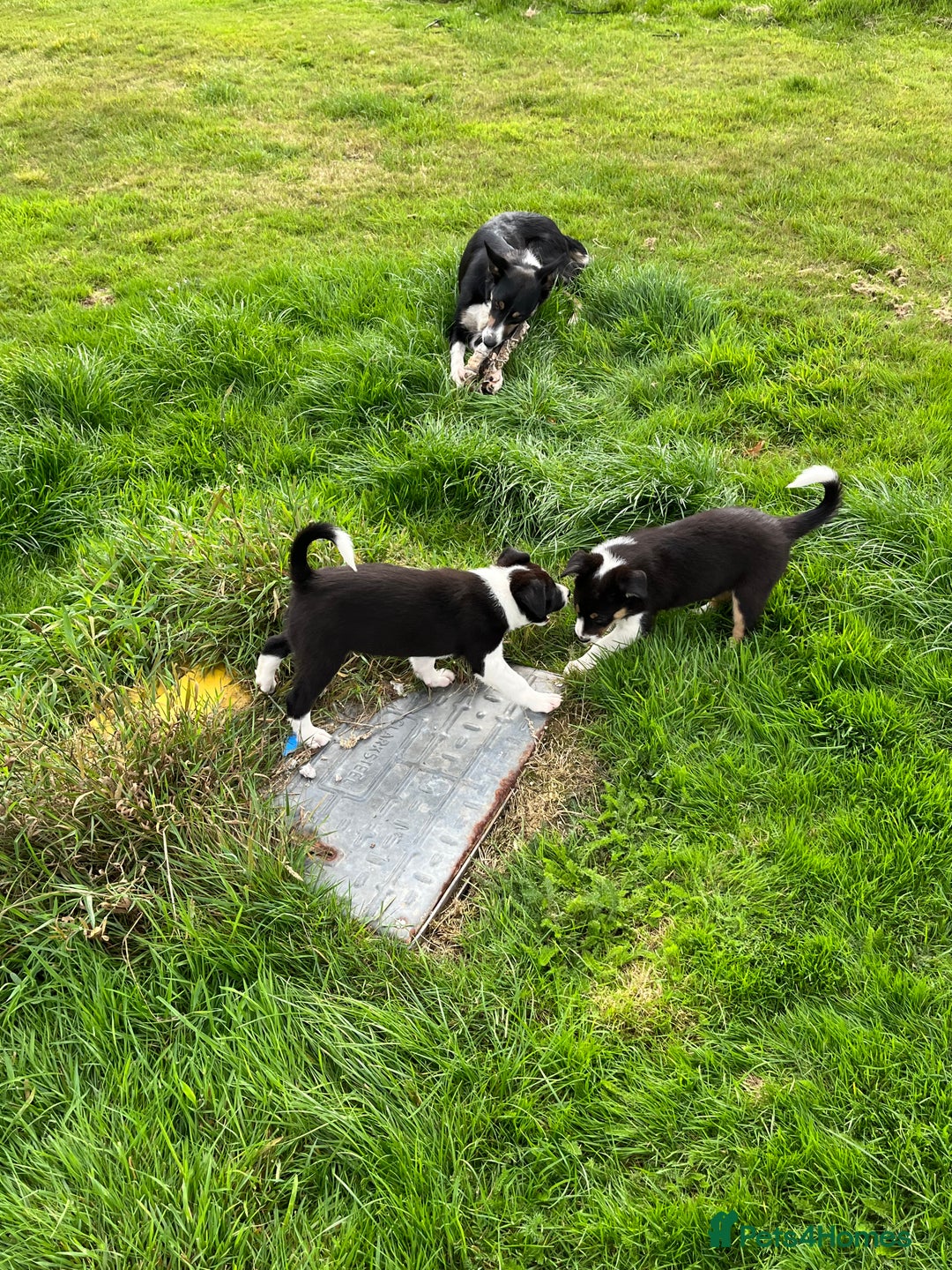 Border Collie dogs for sale: Beautiful Border collie pups - Image 8