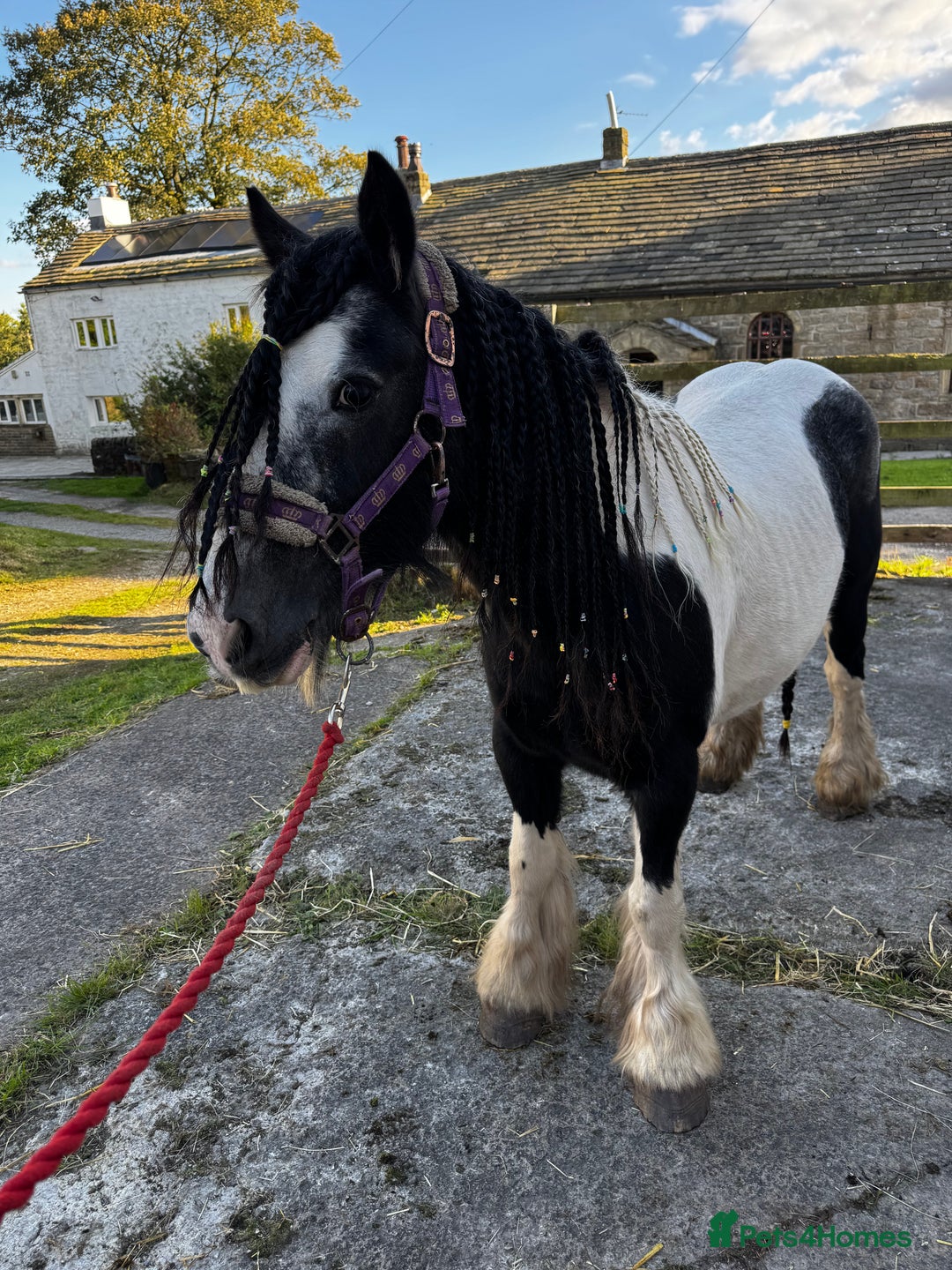Irish Cob horses for sale: For sale 4 years mare - Image 11