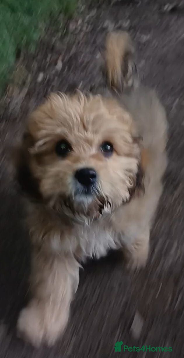 Cavachon dogs Four beautiful Cavachon Puppies  - Advert 2