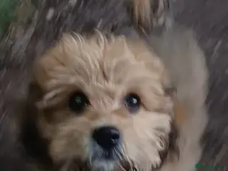 Cavachon dogs Four beautiful Cavachon Puppies - Advert 2