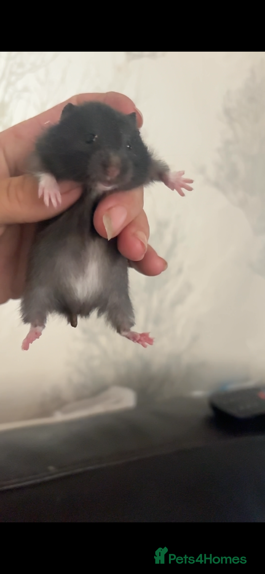 Hamster rodents for sale: Friendly Syrian hamster babies  - Image 16