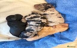 Cockapoo dogs for sale: Cockapoo litter  - Image 9