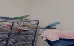 Ringnecks birds for sale: Bonded pair  - Image 2