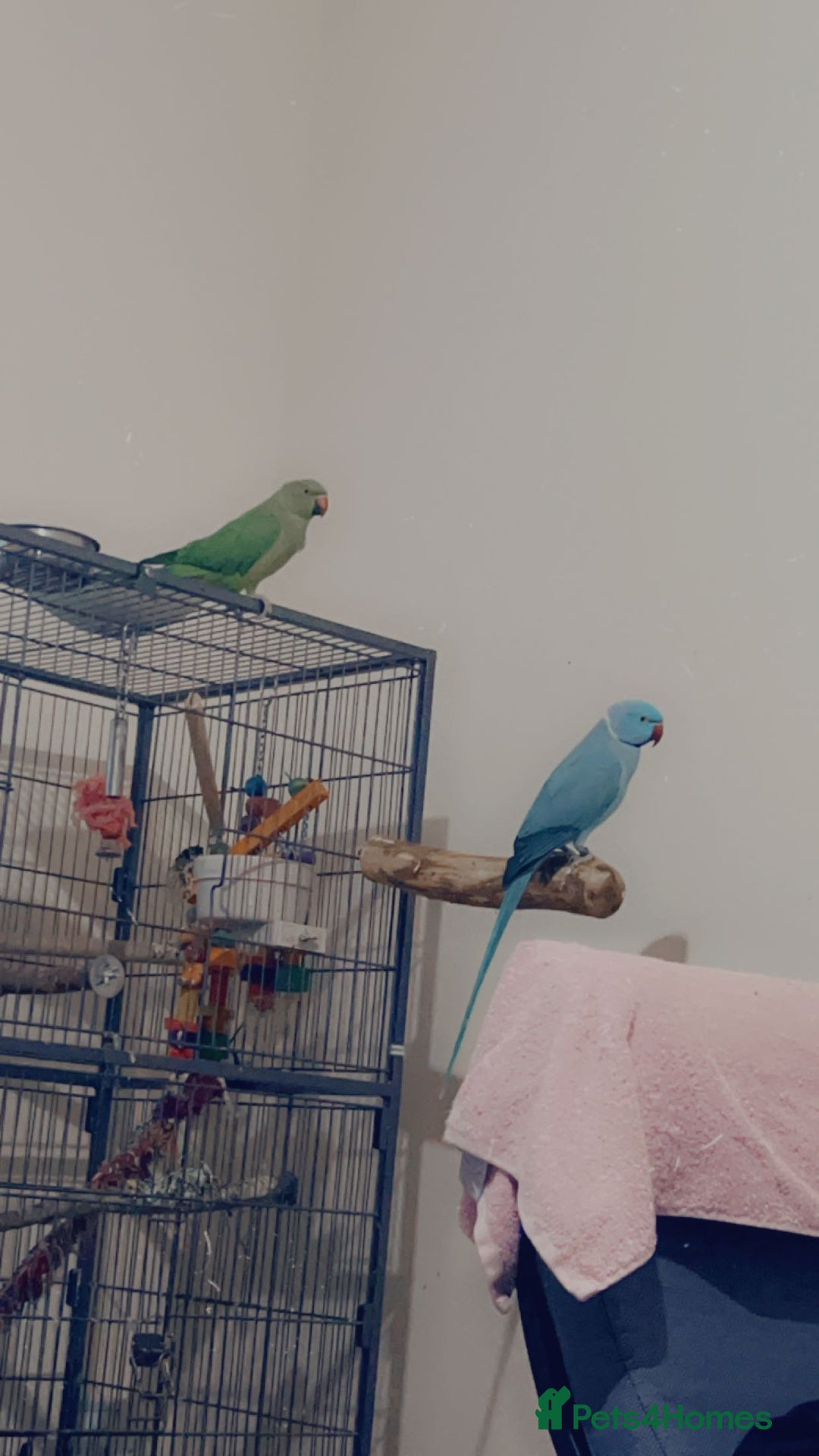 Ringnecks birds for sale: Bonded pair  - Image 2